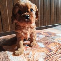 Cavalier king