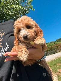 Morina, cockapoo fulvo
