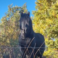 Cavallo stallone bardigiano