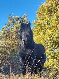 Cavallo stallone bardigiano