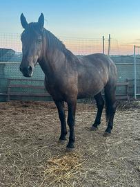Cavallo murgese