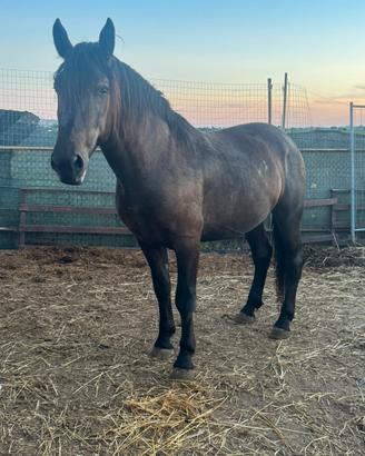 Cavallo murgese