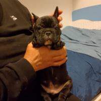 Bulldog francese