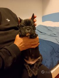 Bulldog francese