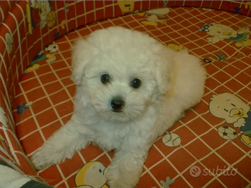 Barboncino champagne