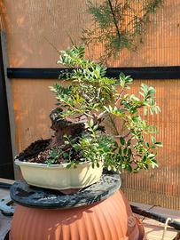 Bonsai yamadori
