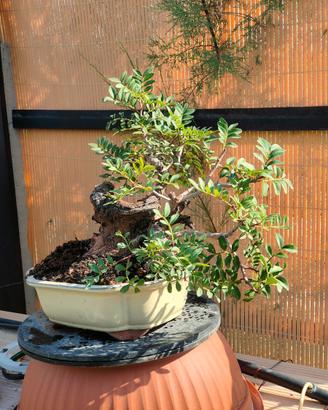 Bonsai yamadori