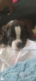 Cucciol di boxer