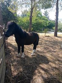 Pony maschio di 3 anni