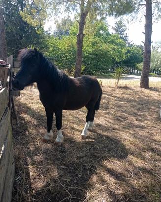 Pony maschio di 3 anni