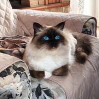 Stallone Sacro di Birmania per accoppiamento