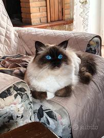 Stallone Sacro di Birmania per accoppiamento