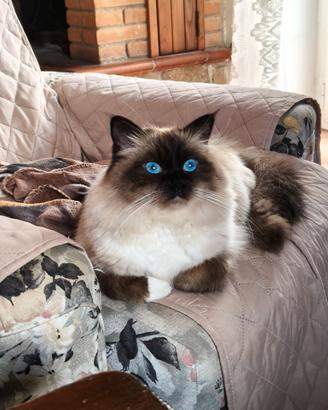 Stallone Sacro di Birmania per accoppiamento