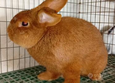 Coniglio rosso Nuova Zelanda