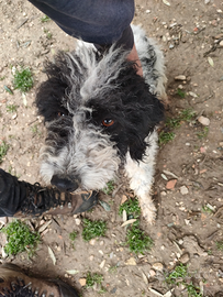 Lagotto romagnolo