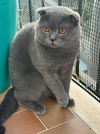 Gattone scottish fold