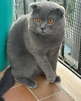 Gattone scottish fold