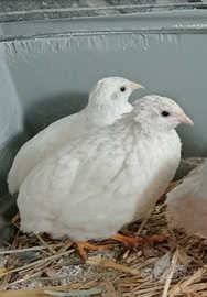 Quaglie cinesi bianche