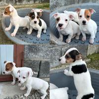 Cuccioli di jack russel