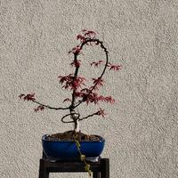 pre bonsai di acero deshojio