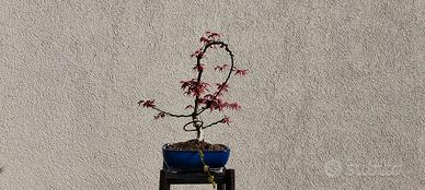 pre bonsai di acero deshojio