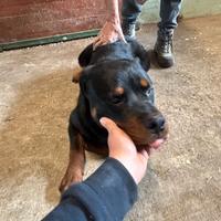 Rottweiler