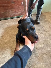 Rottweiler