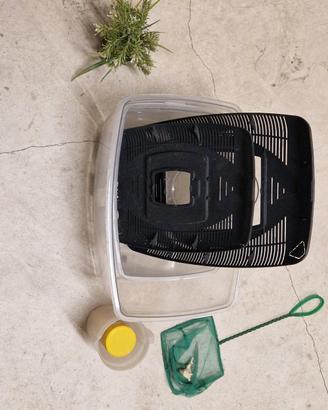 Vaschette per pesciolini con accessori 