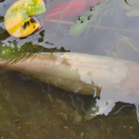 Carpa koi