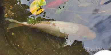 Carpa koi