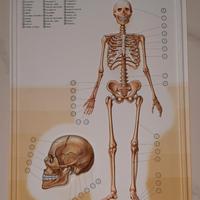 Il corpo umano in rilievo