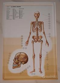 Il corpo umano in rilievo