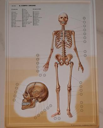 Il corpo umano in rilievo