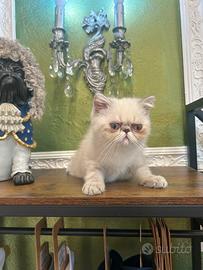 Gattino Persiano maschio