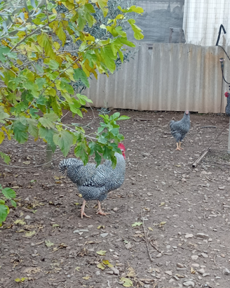 Galline amrok