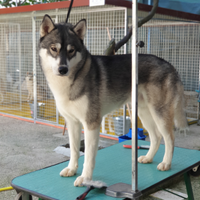 Siberian Husky maschio