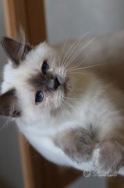 Cucciolo blue point Sacro di Birmania 