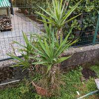 Piante da giardino