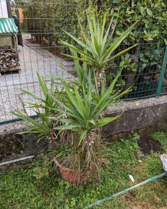 Piante da giardino