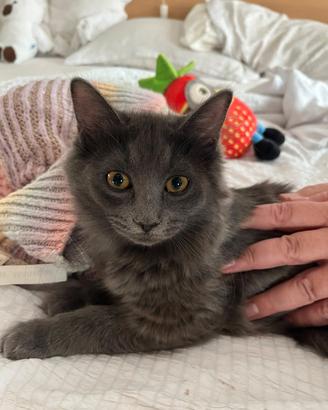 Cuccioli gatto siberiano ipoallergenici