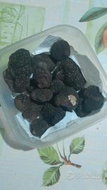 Tartufo nero estivo