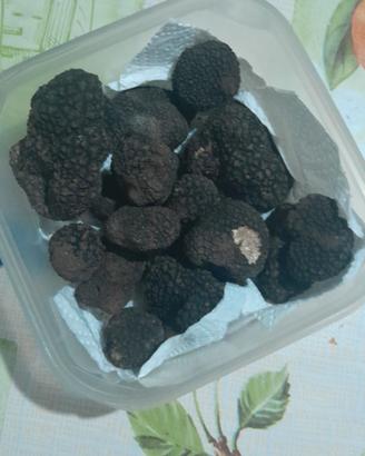 Tartufo nero estivo