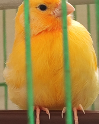 Canarino
