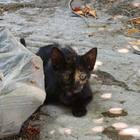 Regalasi gattini