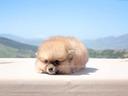 cucciolo-di-volpino-di-pomerania-disponibile