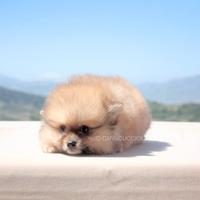 Cucciolo di Volpino di Pomerania disponibile