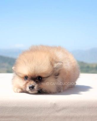 Cucciolo di Volpino di Pomerania disponibile