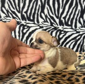 Chihuahua femmina bianco o marrone mini Toy