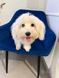 Maltese color white