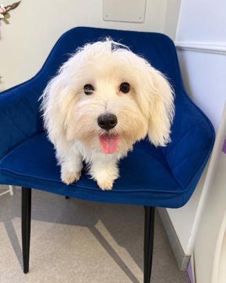 Maltese color white